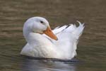 Duck white preening 5868s