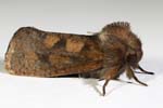 Eastern Grass-tubeworm Moth 16.5mmL 2045-2116cs