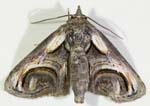 Eyed Paectes  Moth 13.5mmOAL 7931-7963cs