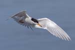 Forster's Tern flying 0148s