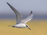 Forster's Tern flying 1817s