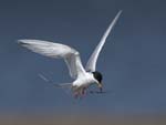Forster's Tern hunting 5364s