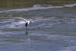 Forster's Tern skimming 4784s