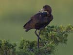 Glossy Ibis chic on treetop jv 3524s