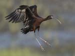 Glossy Ibis flying 7135s