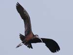 Glossy Ibis flying 7732s