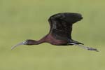 Glossy Ibis flying 8731s