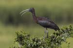 Glossy Ibis out on linb 9163s