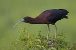 Glossy Ibis takeoff 9915s
