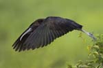 Glossy Ibis takeoff 9917s