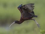 Glossy Ibis takeoff 9920s