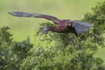 Glossy Ibis taking off 3502s