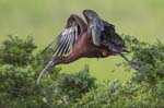 Glossy Ibis taking off 3505s