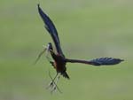Glossy Ibis w nest material 2365s
