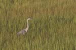 Great Blue Heron in long grass 3710s