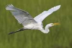 Great Egret flying 3285s