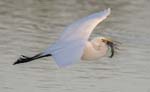 Great Egret flying w fish 0136s