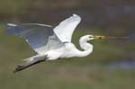 Great Egret flying w stick 1555s