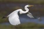 Great Egret flying w stick 1557s