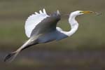 Great Egret flying w stick 1692s