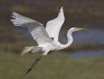 Great Egret flying w stick 1993s