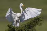 Great Egret landed 8905s