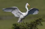 Great Egret landed 8909s