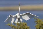 Great Egret landing 4669s
