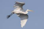 Great Egret landing approach 4626s