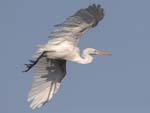 Great Egret landing approach 4634s