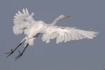 Great Egret landing approach 4650s