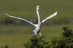 Great Egret landing in tree 9238s