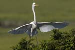 Great Egret landing in tree 9240s