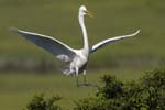 Great Egret landing in tree 9243s