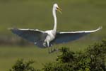 Great Egret landing in tree 9244s