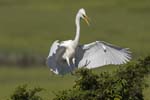 Great Egret landing in tree 9245s