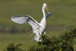 Great Egret landing in tree 9247s