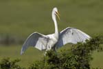 Great Egret landing in tree 9250s