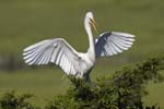 Great Egret landing in tree 9251s