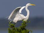 Great Egret on treetop 4163s
