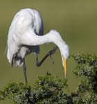 Great Egret scratching on treetop 0058s