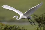 Great Egret takeoff 5828s