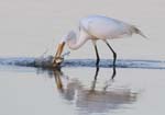 Great Egret w catch at dawn 0066s