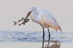 Great Egret w catch at dawn 0080s