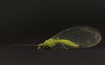 Green Lacewing 18mm incl wings 1818-1847cs