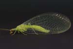Green Lacewing 18mm incl wings 1X 400um 1857-1863cs