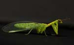 Green Mantisfly 16mmL body 2722s