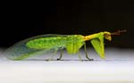 Green Mantisfly HH 16mmLBody 2620-2633bcs