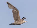 Herring Gull flying 5916s