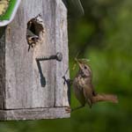 House Wren with food for chick 7328s